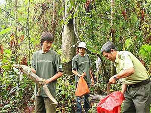 TP.HCM: Thả 43 động vật quý về rừng