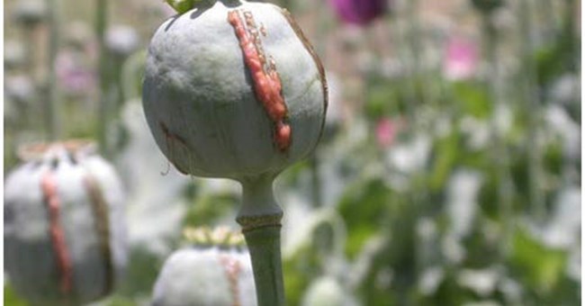 Vì sao heroin, morphin lại gây nghiện