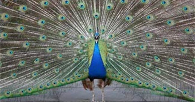 Dù sặc sỡ, giống đực vẫn chỉ là những sinh vật đơn giản