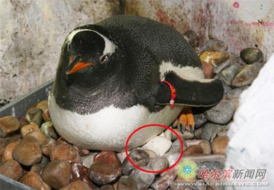 Chim cánh cụt nhịn ăn vì bị vỡ trứng