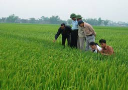 Năng suất của lúa lai Việt Nam cao hơn lúa thuần từ 15-20%