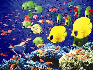 Tại sao cá biển có nhiều màu sắc hơn cá sông?