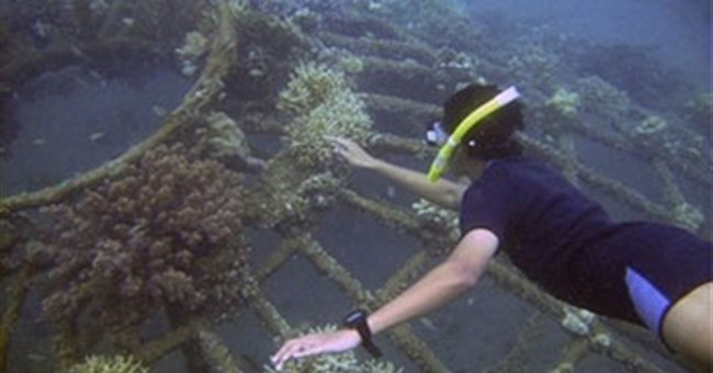 Hồi sinh san hô bằng... điện