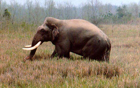 Chú voi châu Á lớn nhất thế giới có thể đã chết