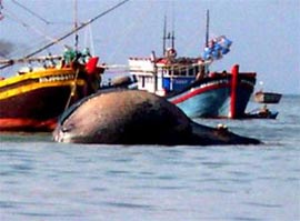 Cá voi nặng 10 tấn trôi dạt vào biển đảo Cồn Cỏ