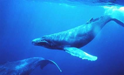 Video: Bài hát của cá voi