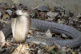 Phát hiện loài rắn độc khổng lồ ở Kenya