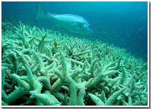 Giữa thế kỷ này, trái đất có thể hết sạch san hô