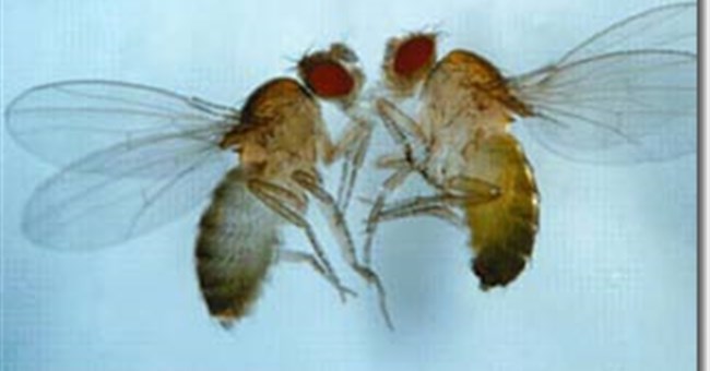 Giao phối đồng giới ở ruồi giấm