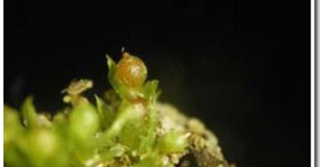 Rêu – siêu phẩm dành cho cơn đói