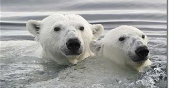 Gấu Bắc cực và hiện tượng trái đất nóng lên