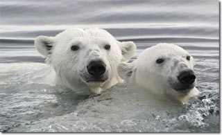 Gấu Bắc cực và hiện tượng trái đất nóng lên