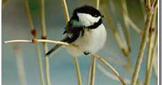 Khả năng chống chọi với giá lạnh của chim đầu đen