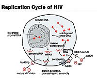 Vắc-xin HIV/AIDS: Cuộc tìm kiếm vô vọng!