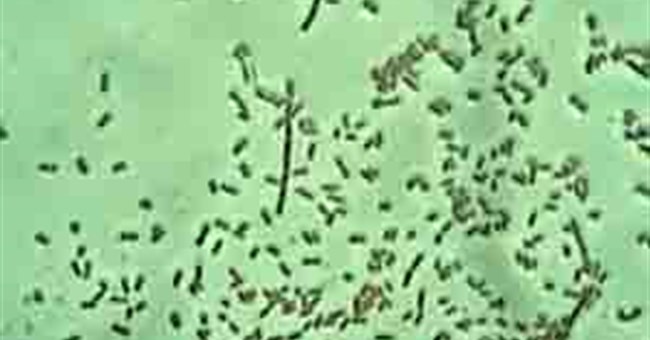 Vi khuẩn sinh sôi nhờ thuốc kháng sinh