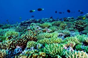 Vi sinh vật có thể là tác nhân giết hại san hô