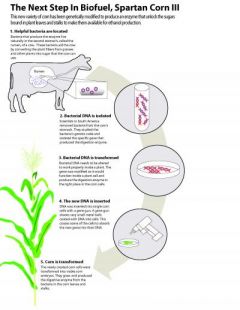 Dạ dày bò nắm giữ bí quyết biến ngô thành nhiên liệu sinh học