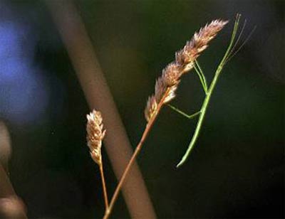 Những kiểu trá hình tinh xảo của động vật