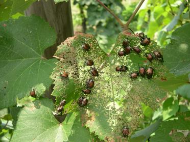 Sâu bọ ăn nhiều thực vật hơn ở môi trường có nồng độ CO<sub>2</sub> cao