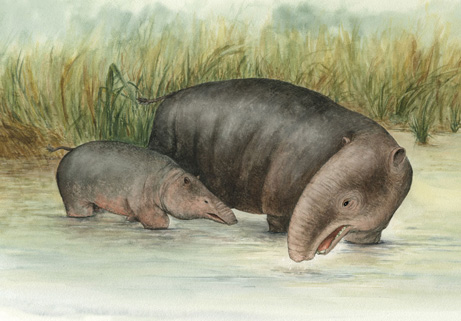 Tổ tiên voi cổ đại sống dưới nước