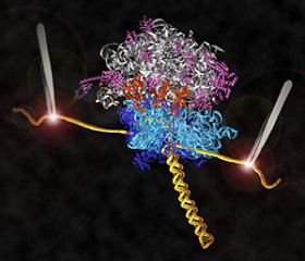 Cơ chế tổng hợp protein lần đầu tiên được quan sát trực tiếp