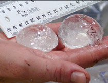 Đôi mắt to nhất trong thế giới động vật