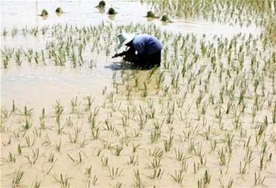 Xác định được gen giúp tăng sản lượng lúa