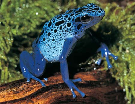 101 hình ảnh con ếch xanh đẹp chế ảnh ếch hot hiện nay