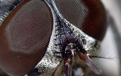 Mắt ruồi có thể giúp tăng cường thị lực robot