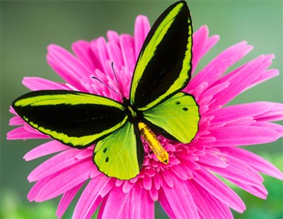 Những loài bướm xinh đẹp