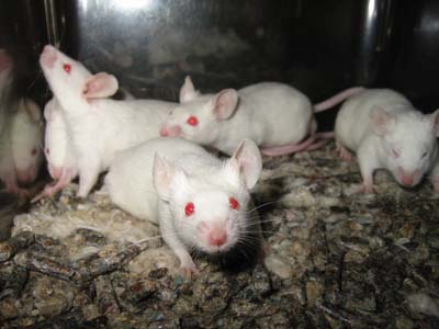 Các nghiên cứu trên chuột chính xác tới mức độ nào?
