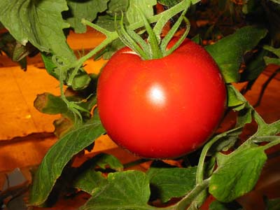 Cà chua kháng nấm
