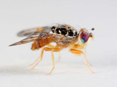 Sự khác biệt giữa ruồi dấm và con người