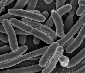 Vi khuẩn nhạy cảm với màng sinh học nguy hiểm