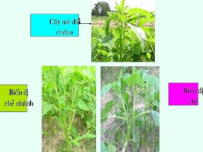 Chiếu xạ để tạo giống mè mới