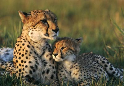 Mẹ và con trong thế giới động vật