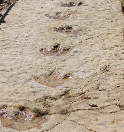 Dấu vết khủng long hiếm có ở Bán đảo Ả-rập
