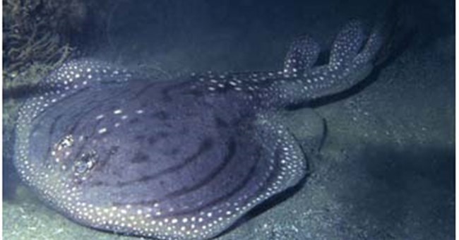 10 loài sinh vật mới tiêu biểu trên thế giới