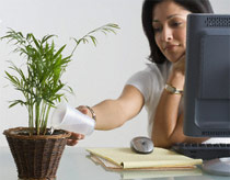 Trồng cây trong phòng giúp nhân viên thoải mái hơn