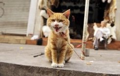 Dựa vào loài vật để dự đoán chấn động
