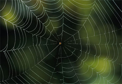 Tơ nhện có thể mang đặc tính của lò xo hoặc cao su