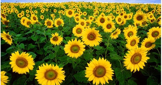 Tìm hiểu cội nguồn của cây hướng dương