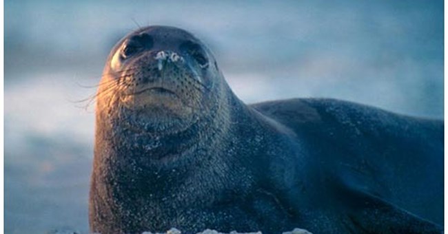 Hải cẩu thầy tu Ca-ri-bê đã tuyệt chủng