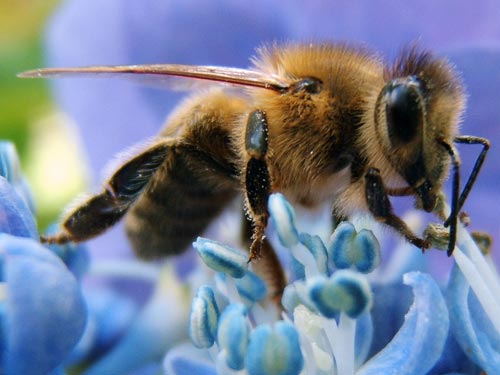 Vũ điệu của ong phá vỡ rào cản văn hóa