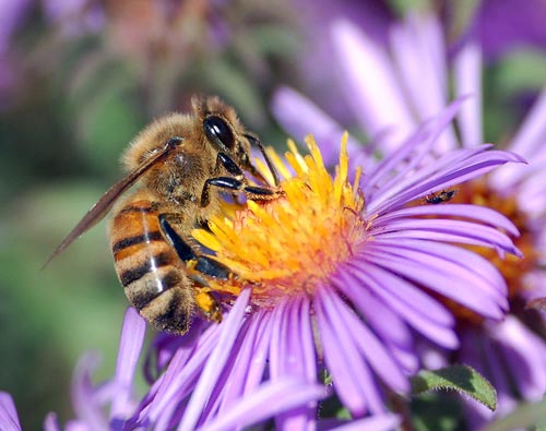 Chức năng bộ râu của ong mật đối với trí nhớ