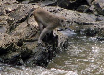 Phát hiện loài khỉ biết bắt cá