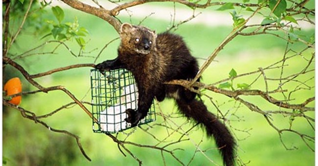 Loài ăn thịt đáng sợ ở vùng ngoại ô nước Mỹ