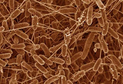 Vi khuẩn giải mã bí ẩn cơ thể con người
