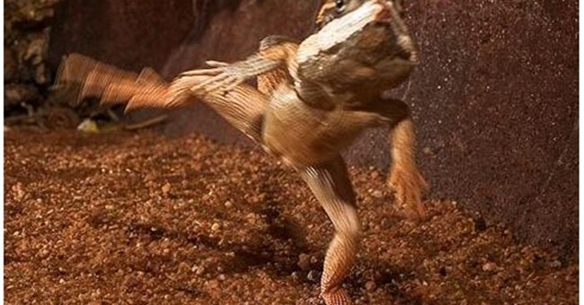 Tại sao thằn lằn lại chạy bằng hai chi sau?