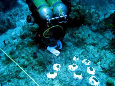 8 ngày dưới biển để cải thiện phương pháp phục hồi san hô